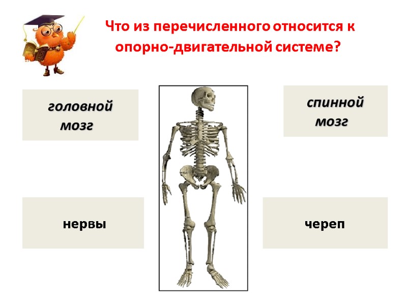 Что из перечисленного относится к опорно-двигательной системе?  череп   нервы  спинной